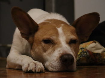 Close-up portrait of dog resting on floor