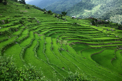 Scenic view of rice paddy field