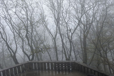 Bare trees in forest during winter