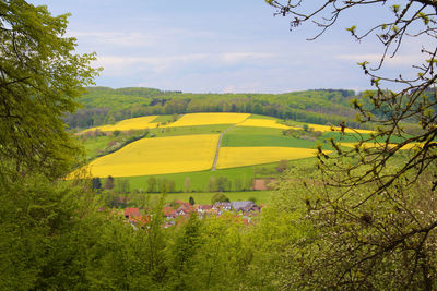 Scenic view of field against sky