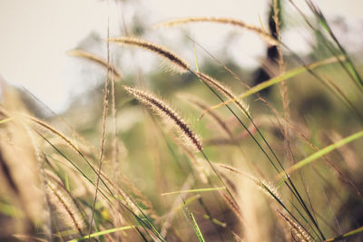 Close-up of plants growing in field against sky