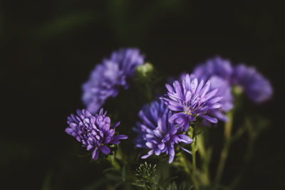 Close-up of purple flowering plant