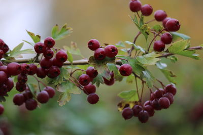 Close-up of berries growing on tree