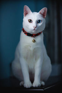 Close-up portrait of white cat