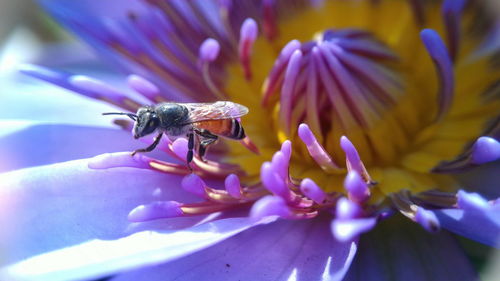 Close-up of honey bee pollinating on white flower
