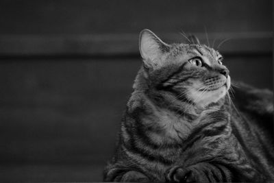 Close-up of a cat looking away