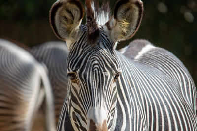 Close-up of zebra