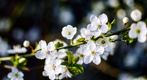 Close-up of white flowers