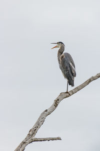 Bird perching on a tree