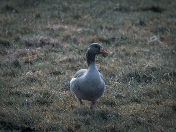 Bird perching on a field