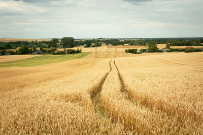 Wheel marks in golden grains and rural settlements on the horizon, summer view