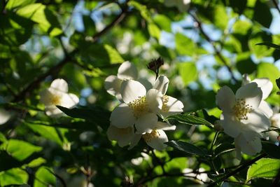 Low angle view of white flowering plant