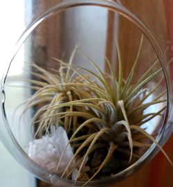 High angle view of potted plant on table