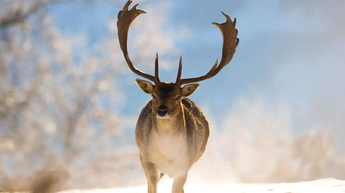 Deer standing in snow