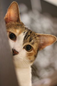 Close-up portrait of a cat