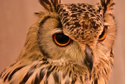 Close-up portrait of owl