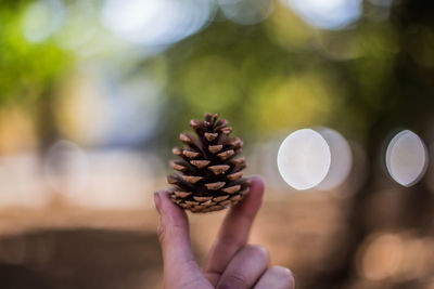 Cropped hand holding conifer cone