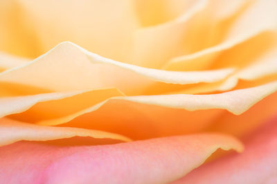 Full frame shot of orange rose