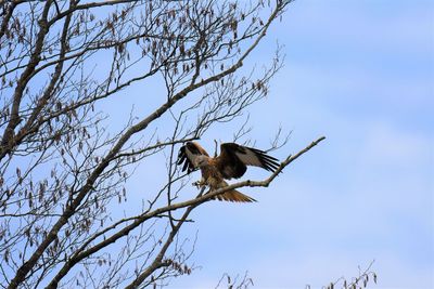 Low angle view of a red kite landing on a branch