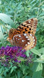 Close-up of butterfly on flower