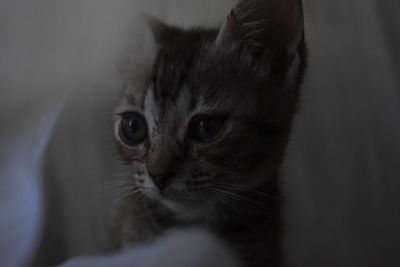 Close-up portrait of a cat