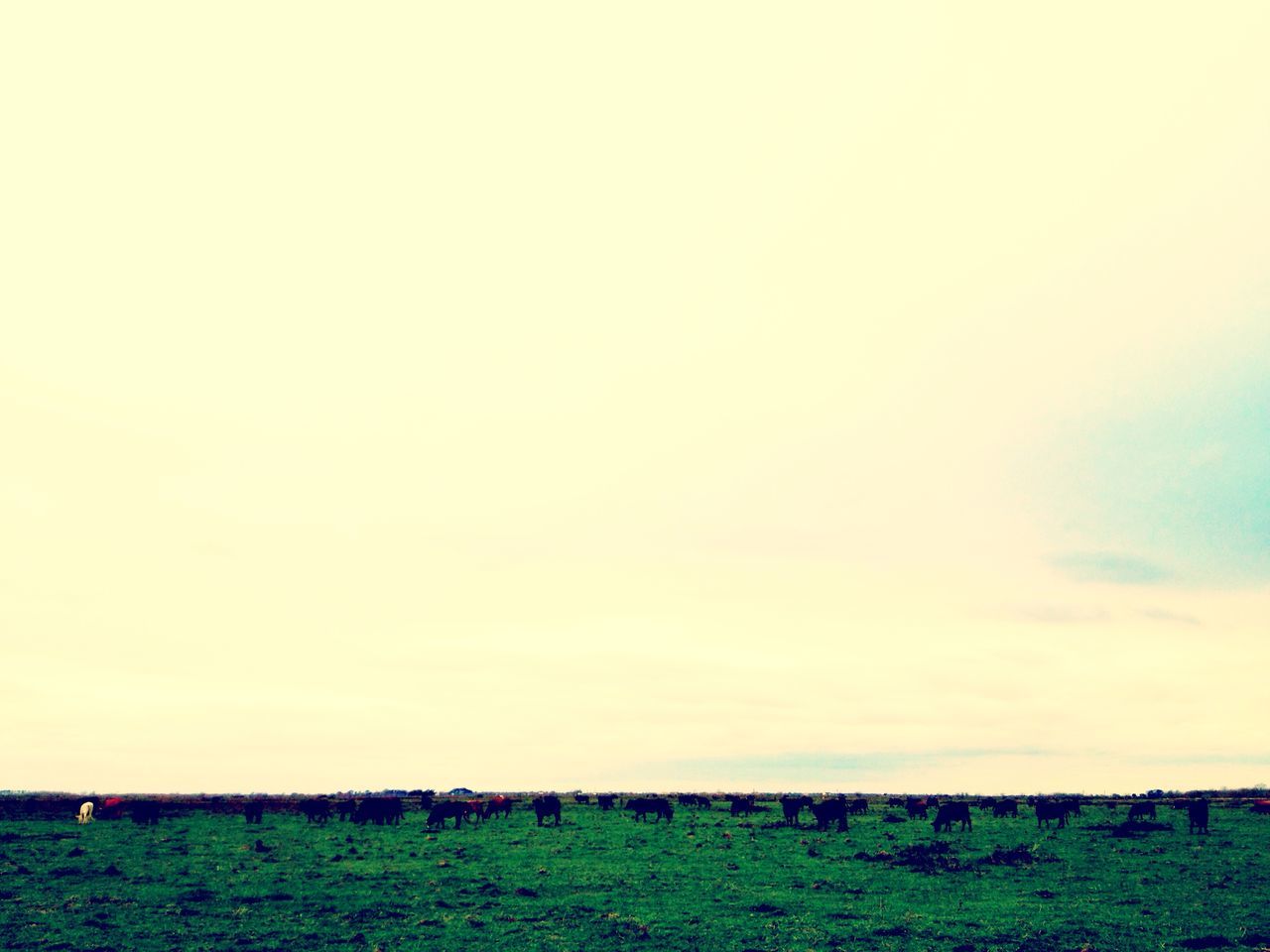 field, grass, landscape, animal themes, rural scene, grassy, tranquil scene, copy space, tranquility, agriculture, grazing, nature, clear sky, domestic animals, horizon over land, beauty in nature, sky, farm, mammal, scenics