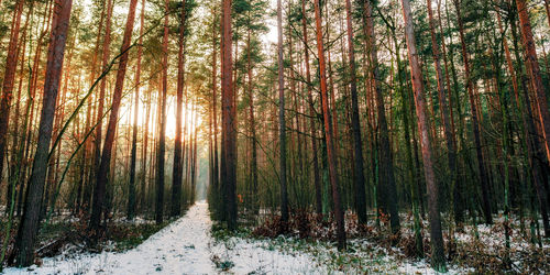 Trees in forest against sky at sunset