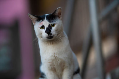 Portrait of cat sitting outdoors