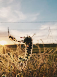 Close-up of flowering plant on field against sky