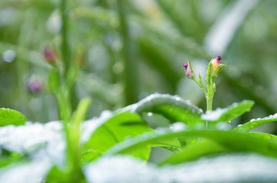 Close-up of ladybug on plant