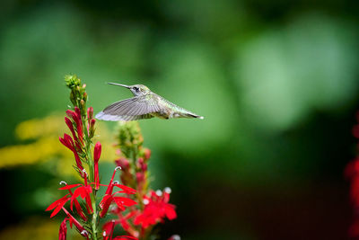 Ruby-throated hummingbird rchilochus colubris in flight feeding on a cardinal flower.