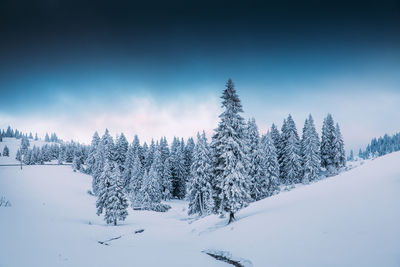 Pine trees on snow covered land against sky