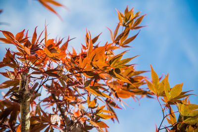 Low angle view of maple leaves against sky