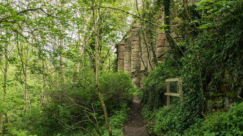 Footpath amidst trees in forest