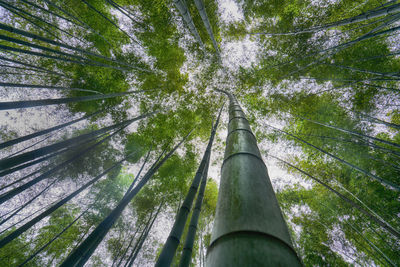 Low angle view of bamboo trees in forest