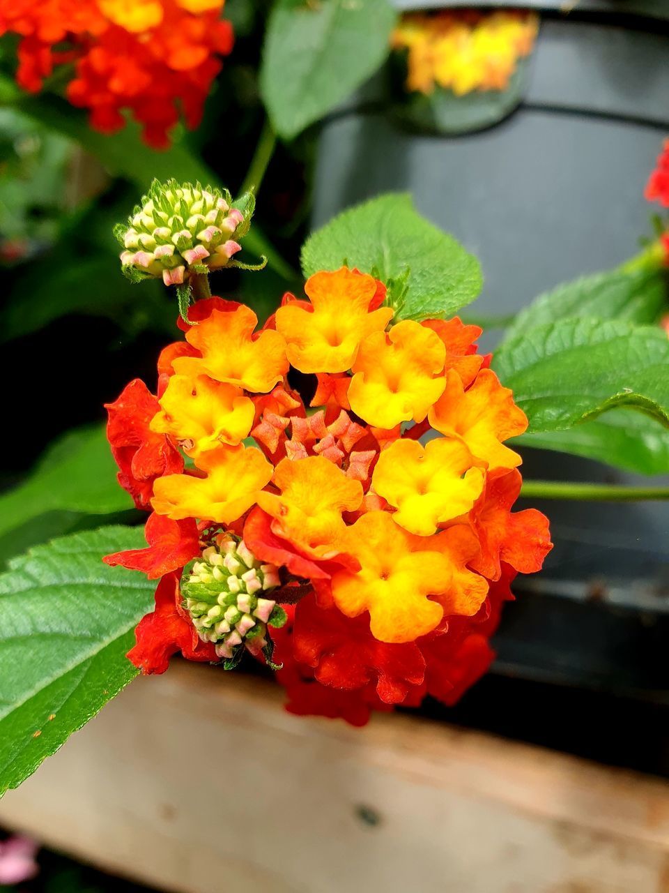 CLOSE-UP OF FLOWERING PLANTS