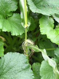 Close-up of insect on plant