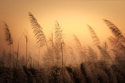 Close-up of stalks in field against sky at sunset