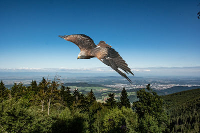 Bird flying over the sea against sky