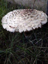 Close-up of mushrooms growing on field