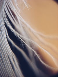 Full frame shot of feather