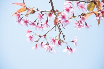 Low angle view of pink flowers growing on tree