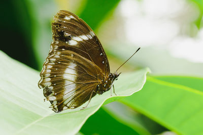 Close-up of butterfly on leaf