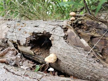 High angle view of mushrooms growing on tree trunk