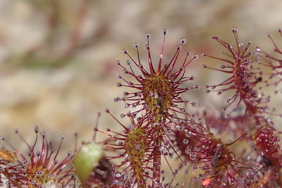 Close-up of cactus plant