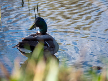 Duck swimming in lake