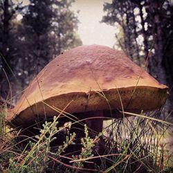 Close-up of plant against blurred background