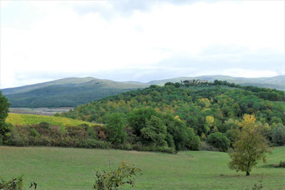 Scenic view of trees on field against sky