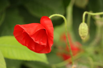 Close-up of red poppy blooming outdoors