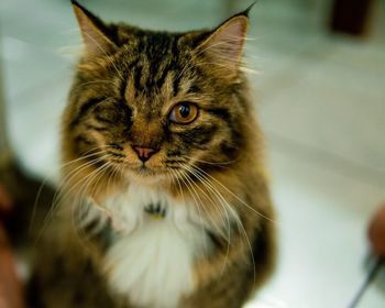 Close-up portrait of cat